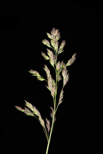 Poa pratensis #7